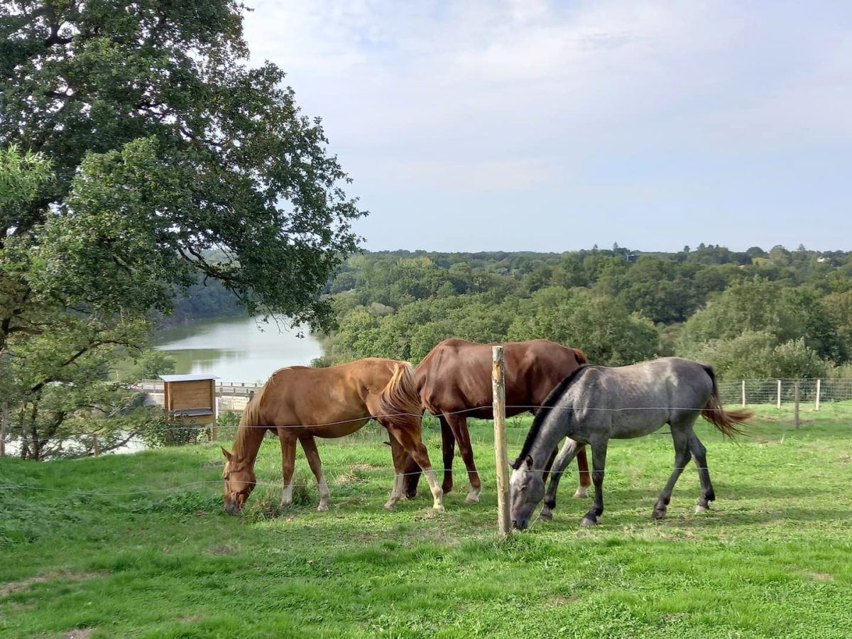 Les chevaux des voisins, le lac en fond
