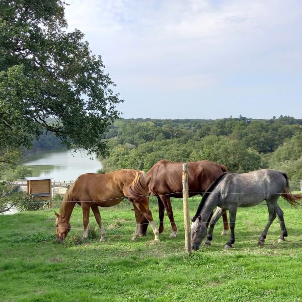 Les chevaux des voisins, le lac en fond