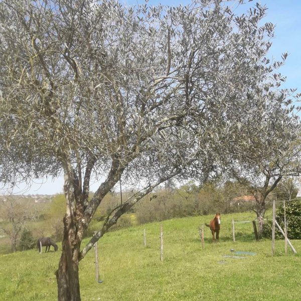 La prairie devant le gîte